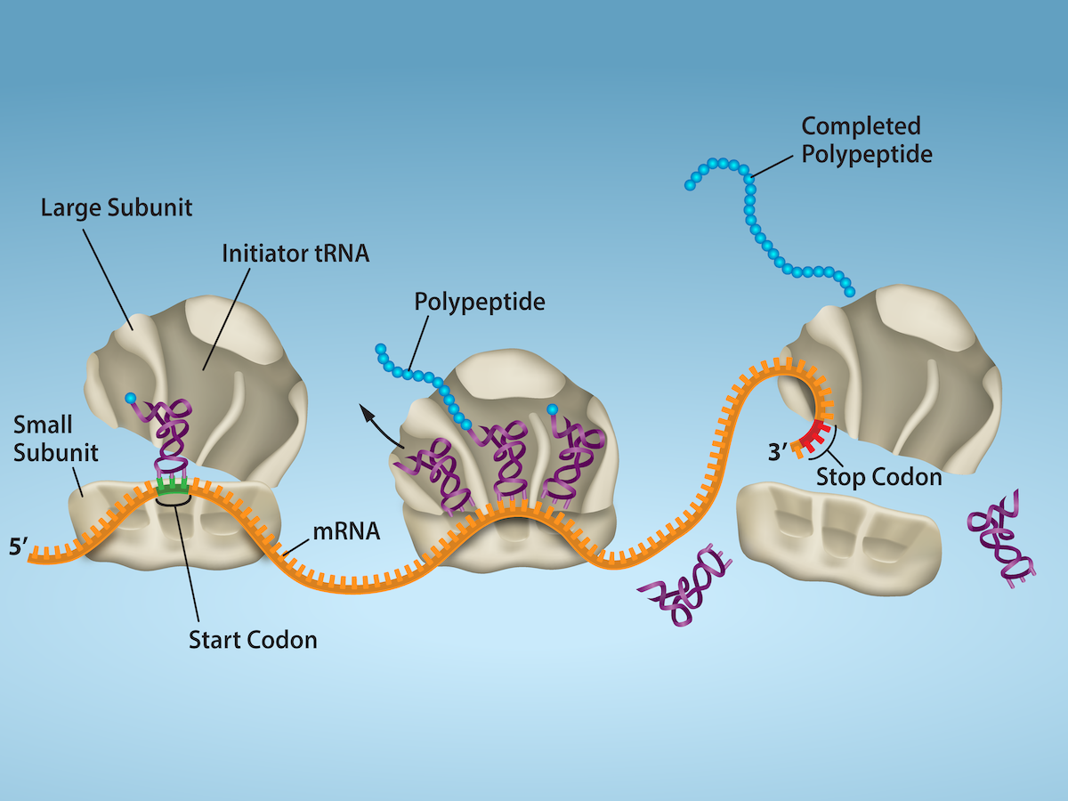 Illustration shows the steps of protein synthesis. First, the initiator tRNA recognizes the sequence AUG on an mRNA that is associated with the small ribosomal subunit. The large subunit then joins the complex. Next, a second tRNA is recruited at the A site. A peptide bond is formed between the first amino acid, which is at the P site, and the second amino acid, which is at the A site. The mRNA then shifts and the first tRNA is moved to the E site, where it dissociates from the ribosome. Another tRNA binds at the A site, and the process is repeated. Finally, entry of a release factor into the A site terminates translation and the components dissociate at the stop codon.