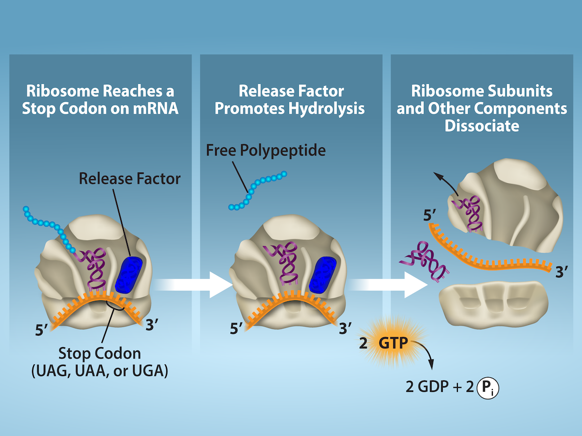 The first section shows a ribosome reaching a stop codon on m R N A. The stop codon reaches the A site of the ribosome, and a release factor interacts with the A site as well.  The second section shows the polypeptide being released. 2 G T P molecules go through hydrolysis, leading to the third section.  In the third section, the ribosome subunits are shown separating, and the RNA is no longer connected to it.