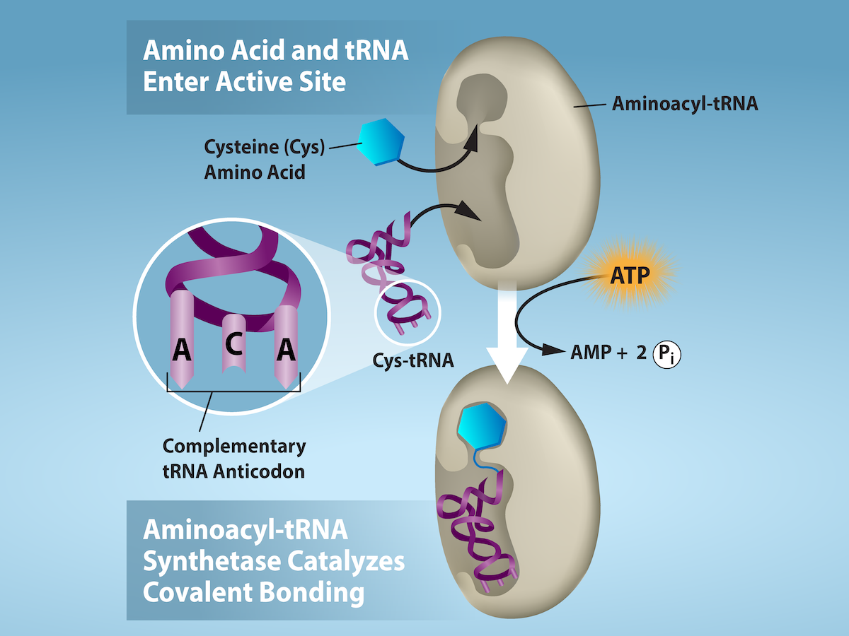 Amino Acid and tRNA Enter Active site. In this case, cysteine amino acid and sis T R N A bind to the active site of aminoacyl T R N A.  A T P is consumed. As a result, aminoacyl T R N A synthetase catalyzes covalent bonding.