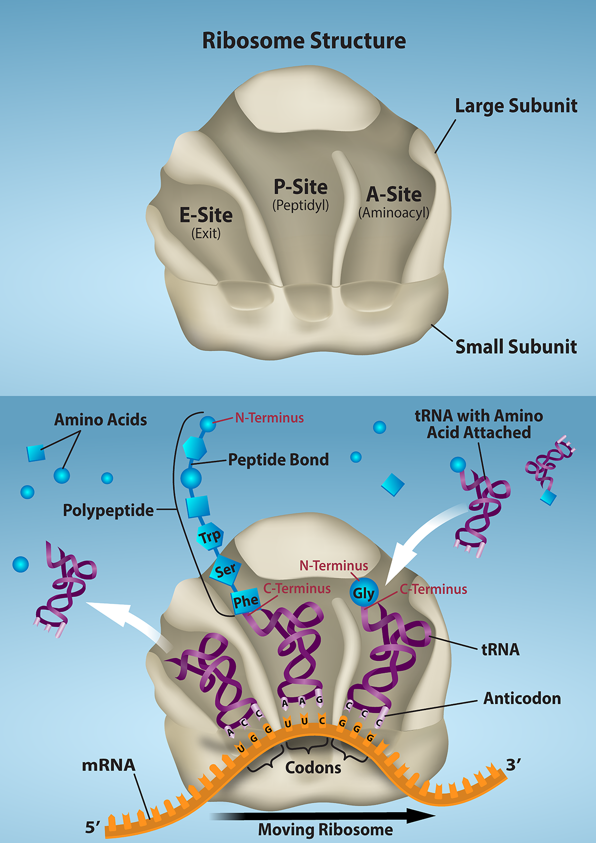 Ribosome structure is shown with the E site, P site, and A site.  As ribosomes move along m R N A, t R N As with amino acides bind to the sites. The polypeptide is assembled at the P site, and the empty t R N A exits from the E site.