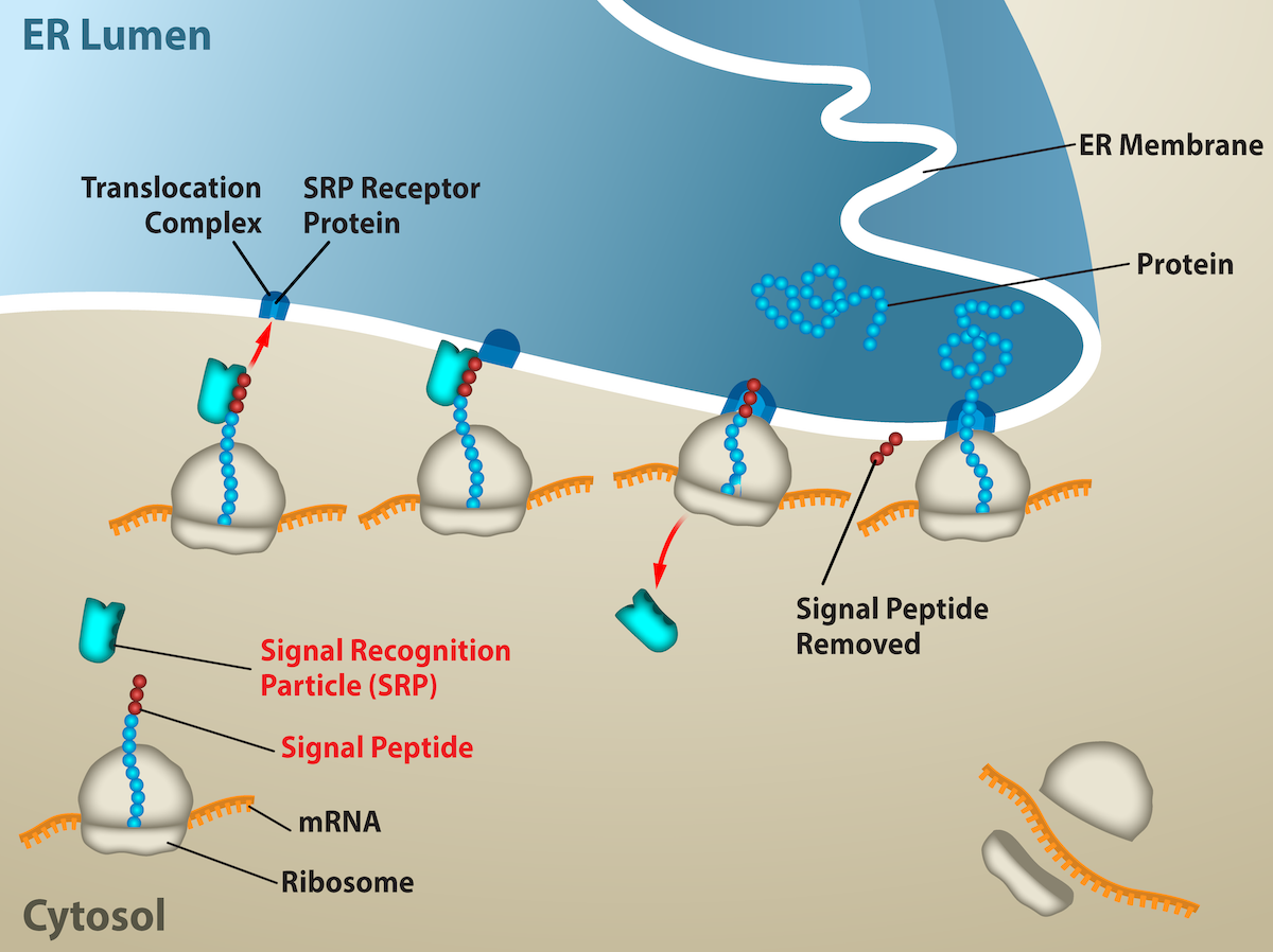 In the cytosol, the m R N A and Ribosome complex have a signal peptide that bonds with a signal recognition particle. Once combined, they interact with a translocation complex and signal recognition particle receptor protein in the E R Lumen.  The protein is then removed from the ribosome complex and go across the E R Membrane into the E R Lumen. 