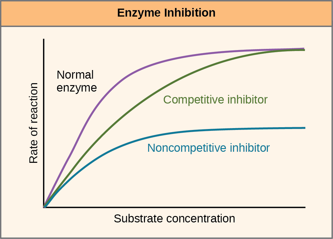 Αυτή η γραφική παράσταση δείχνει ρυθμό αντίδρασης έναντι συγκέντρωσης υποστρώματος για ένα ένζυμο απουσία αναστολέα και για ένζυμο παρουσία ανταγωνιστικών και μη ανταγωνιστικών αναστολέων. Τόσο οι ανταγωνιστικοί όσο και οι μη ανταγωνιστικοί αναστολείς επιβραδύνουν τον ρυθμό αντίδρασης, αλλά οι ανταγωνιστικοί αναστολείς μπορούν να ξεπεραστούν με υψηλές συγκεντρώσεις υποστρώματος, ενώ οι μη ανταγωνιστικοί αναστολείς δεν μπορούν.