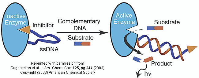 ssDNAenzinhibitorjacs.gif