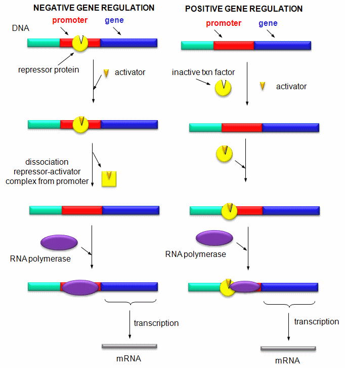 D1. Introduction To Transcription - Biology LibreTexts