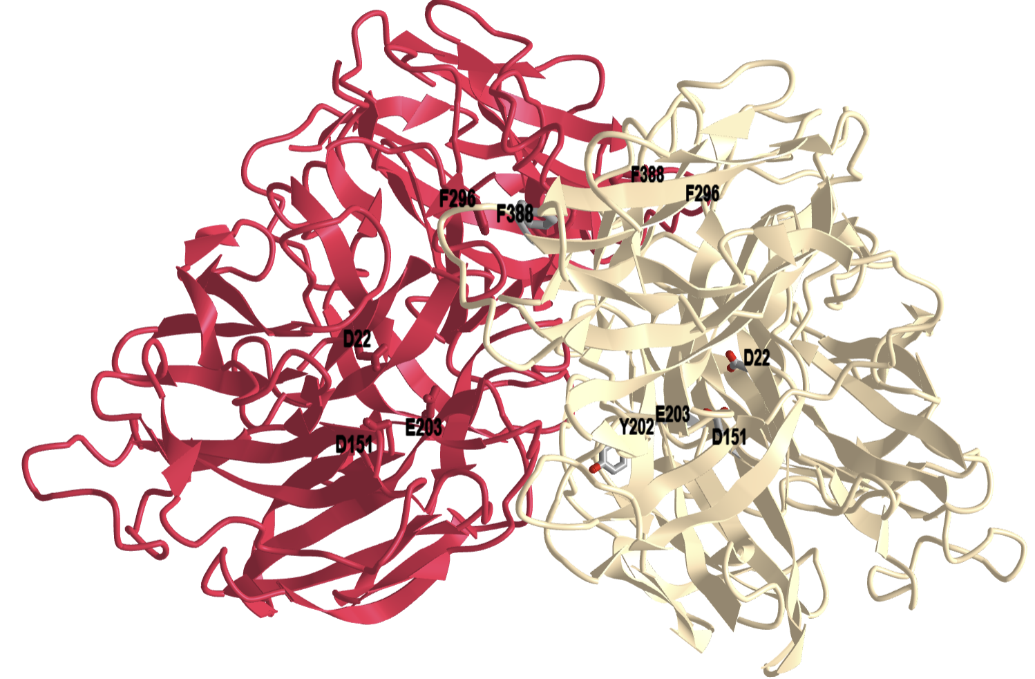 AB dimer of Saccharomyces cerevisiae invertase with key active site residues (4EQV).png