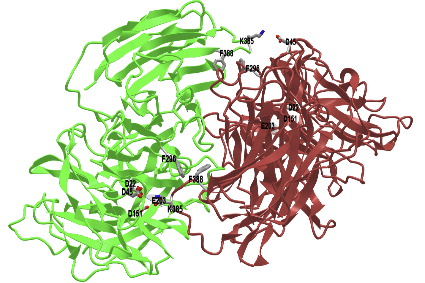 EF dimer of Saccharomyces cerevisiae invertase with key active site residues (4EQV).png