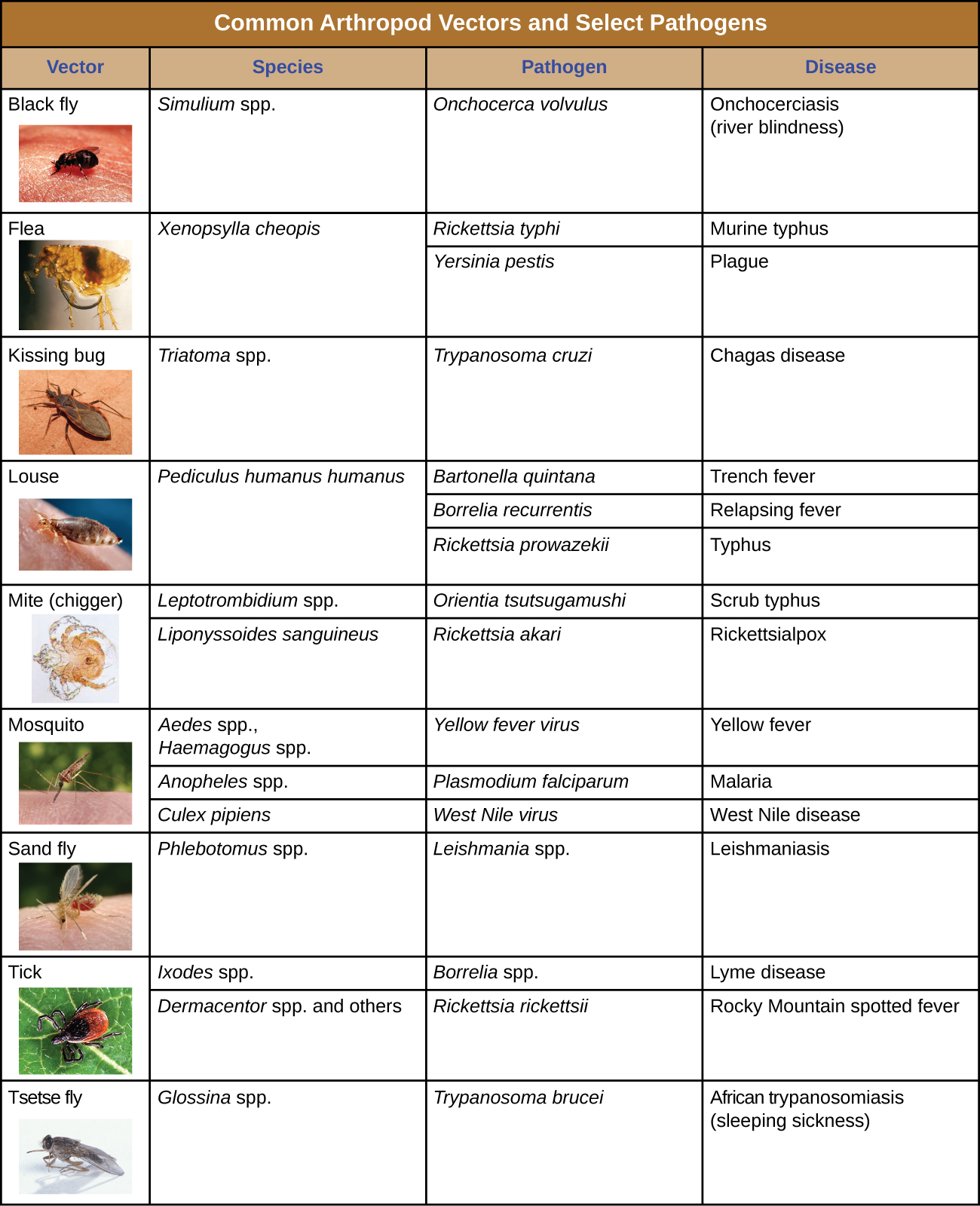 arthropod vectors including the pathogens they spread and the diseases these pathogens cause