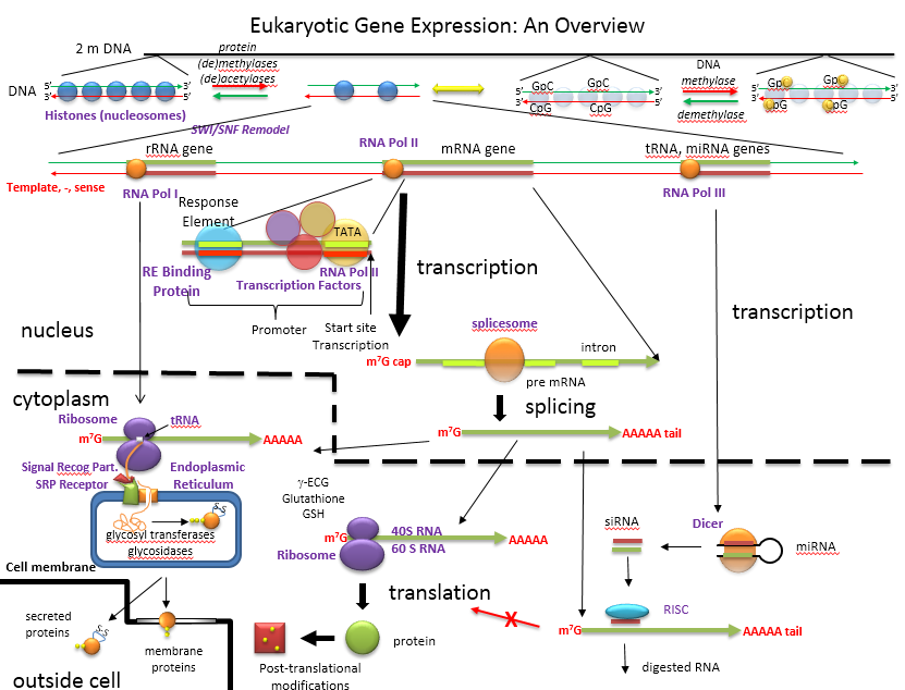 GeneExpressionOverview.png