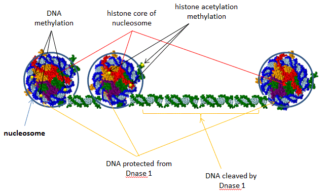 EndonucleaseSensitivityNucleosome.GIF