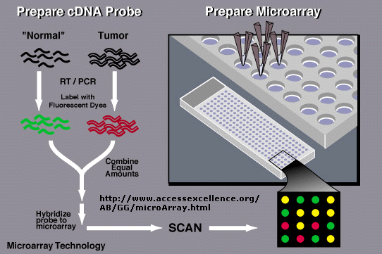 microarray.gif