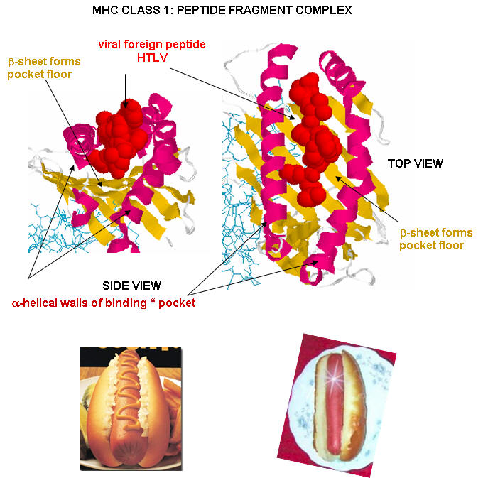 MHC1peptidecomplex.jpg