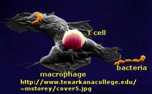 macrophage1.jpg