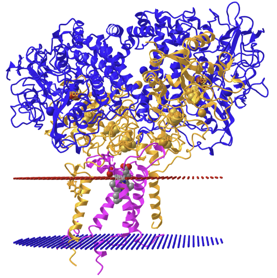 O2-Tolerant Membrane-Bound Hydrogenase 1 from Escherichia coli in Complex with Its Cognate Cytochrome b (4GD3).png
