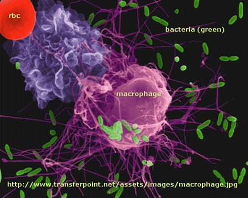 macrophage2.jpg