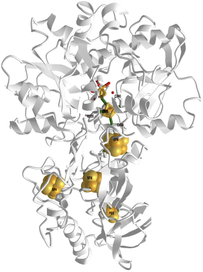 Fe-Fe hydrogenase (CpI) from Clostridium pasteurianum.png