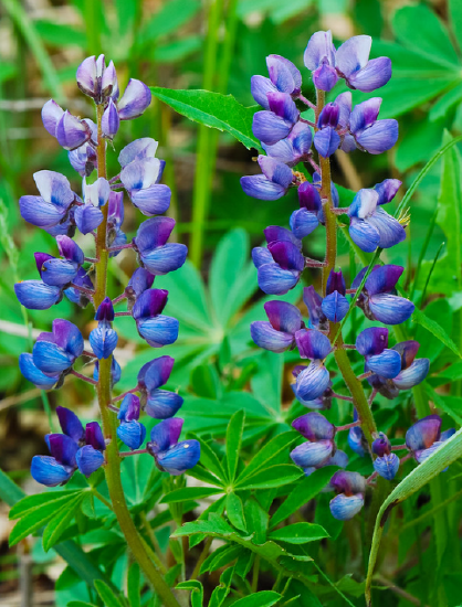 This photo depicts a wild lupine flower.