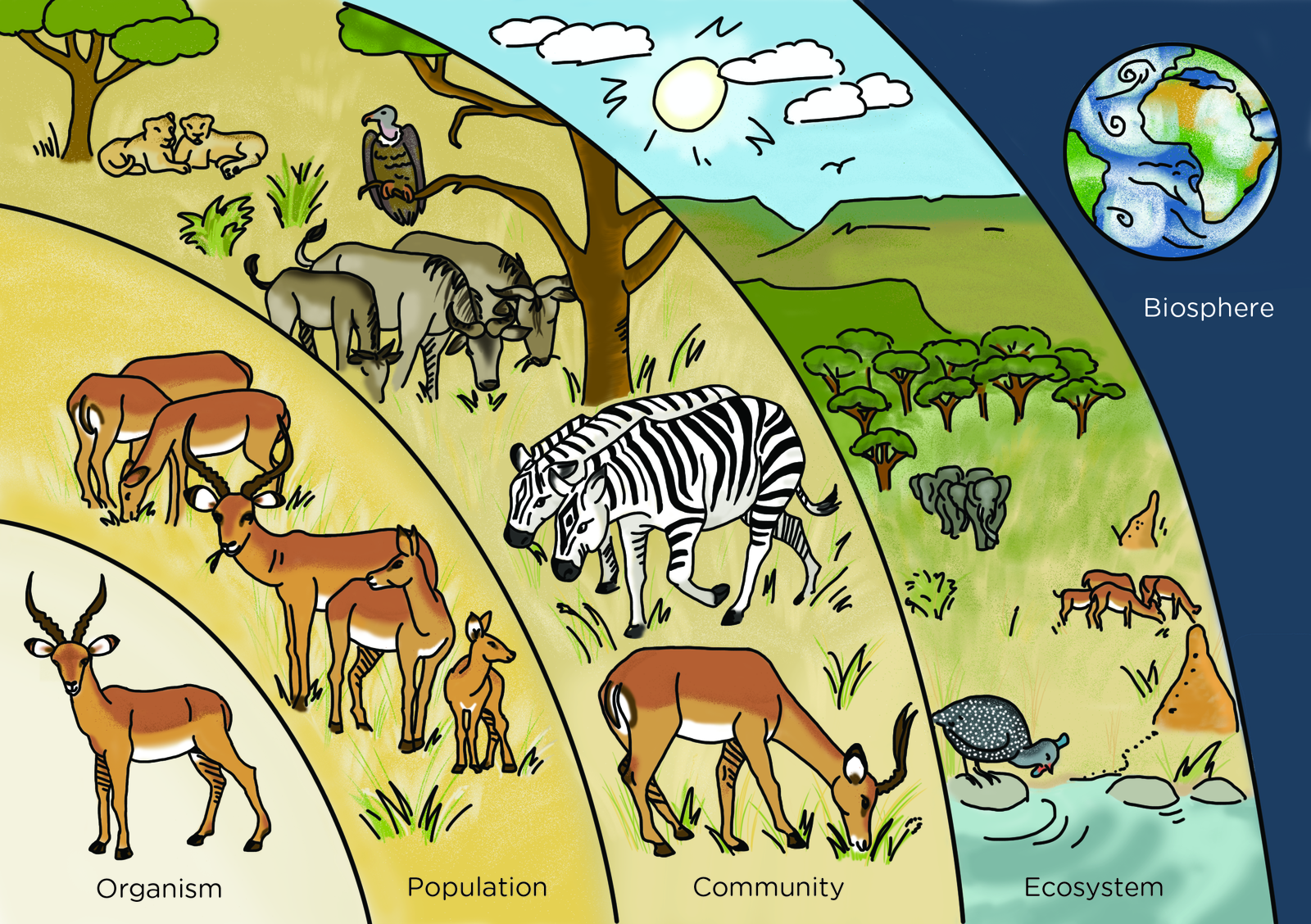 study of ecology is organized at different levels from small to large.