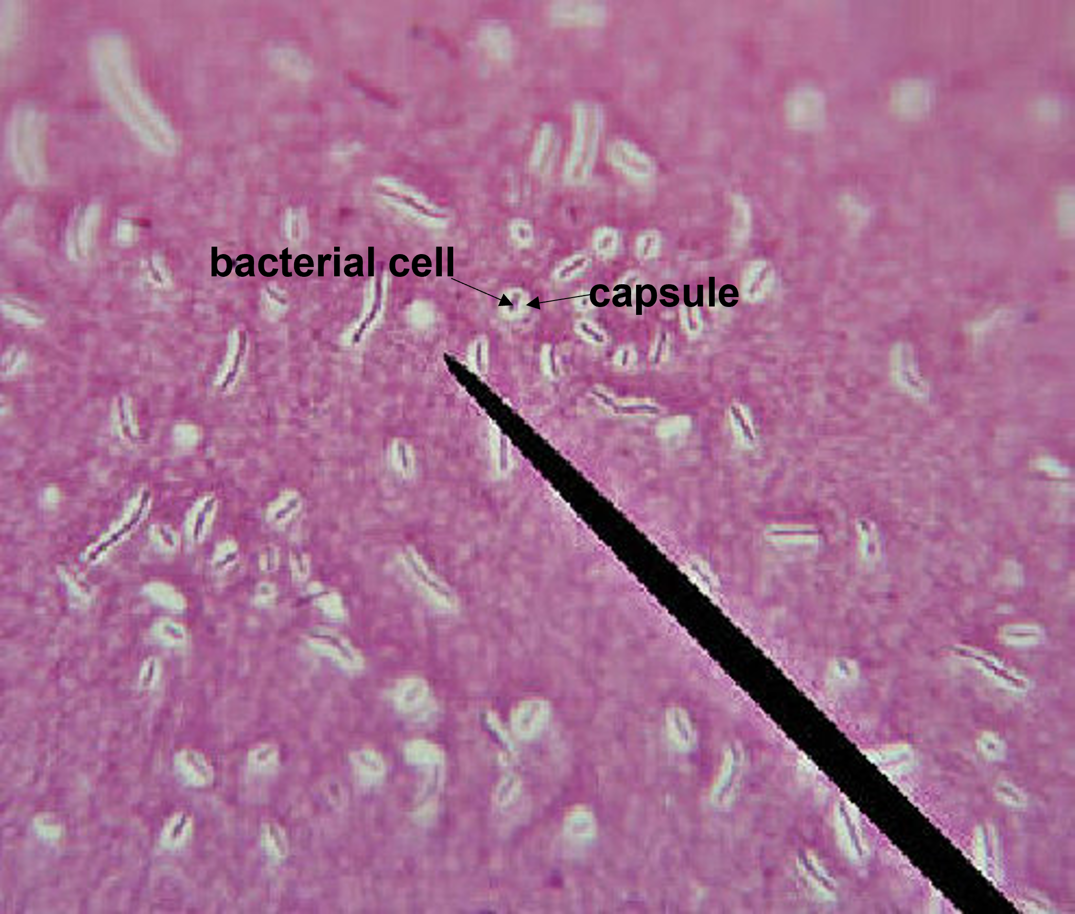 microscopic image of capsule stain with the capsule labeled