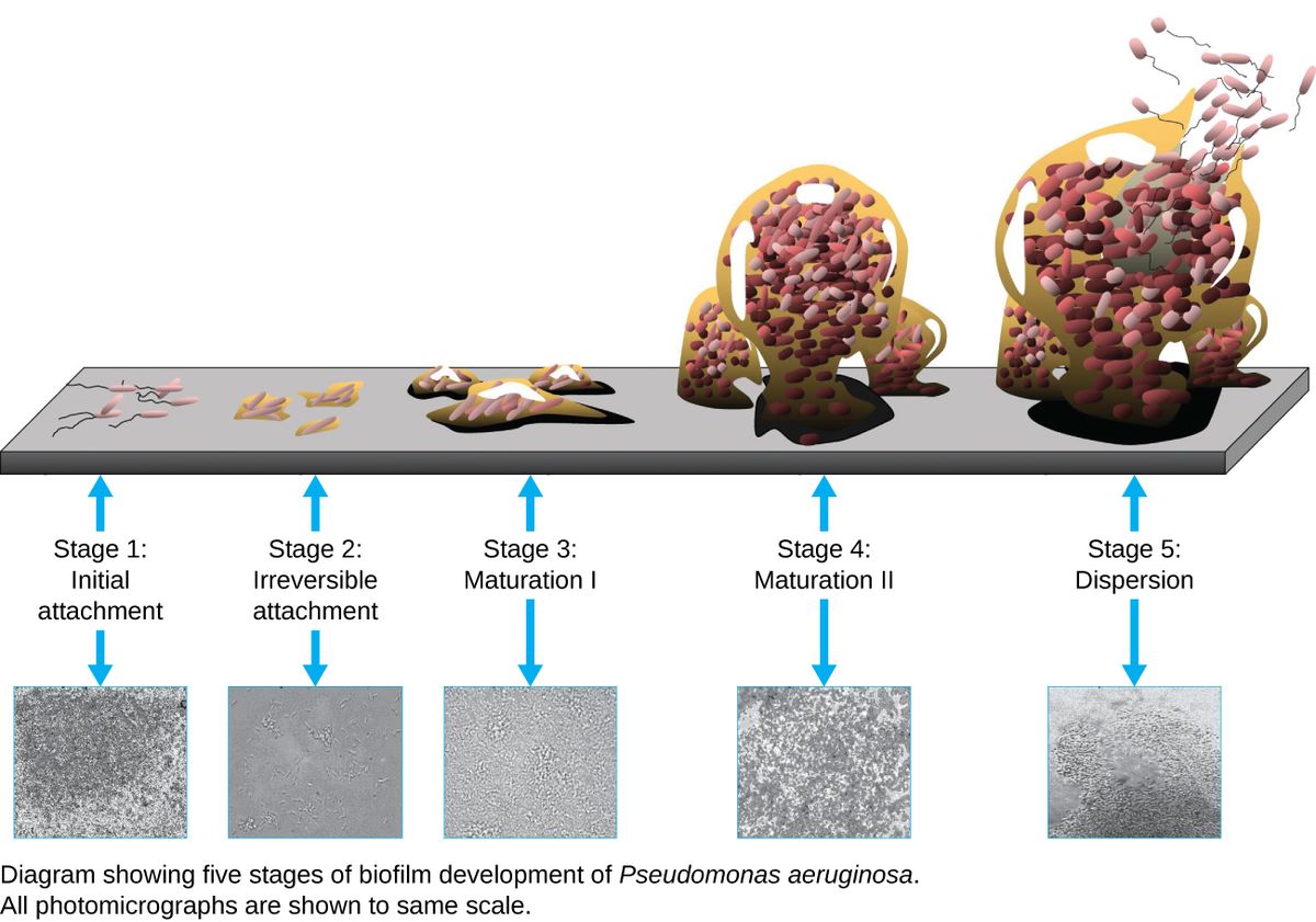 the stages of biofilm development