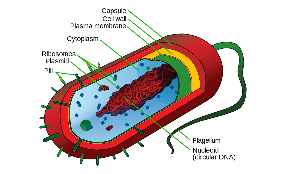 prokaryotic cell and its structures