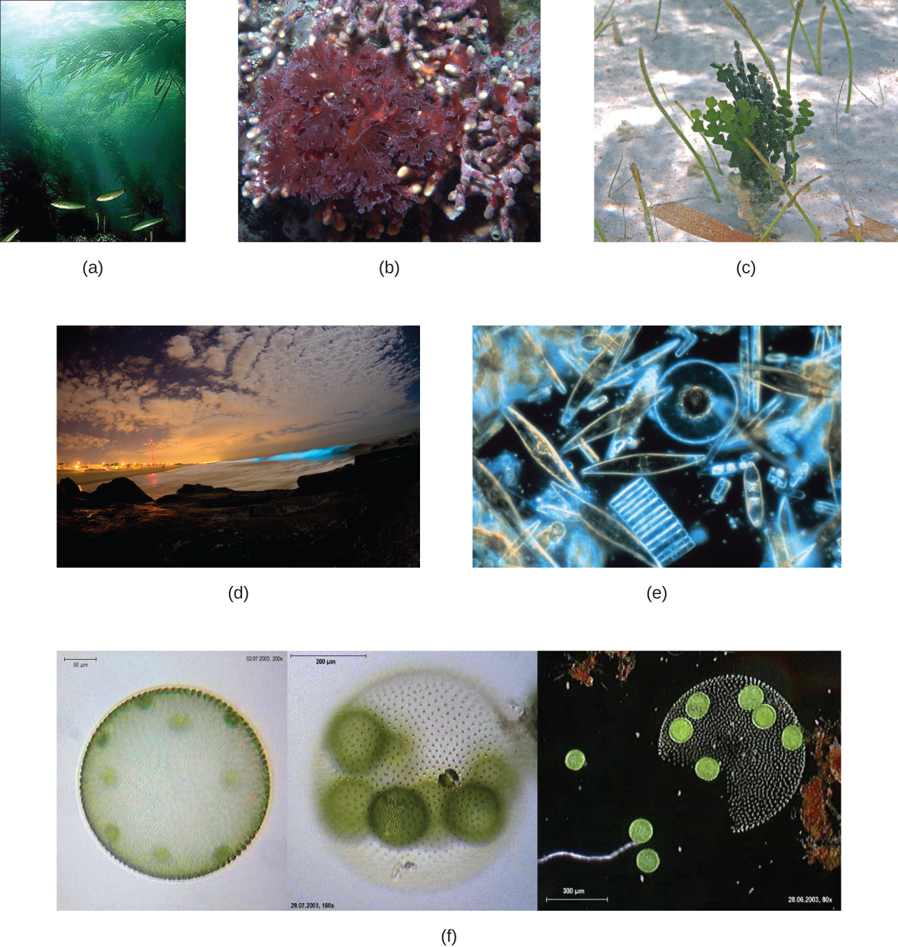 a variety of images showing algae diversity