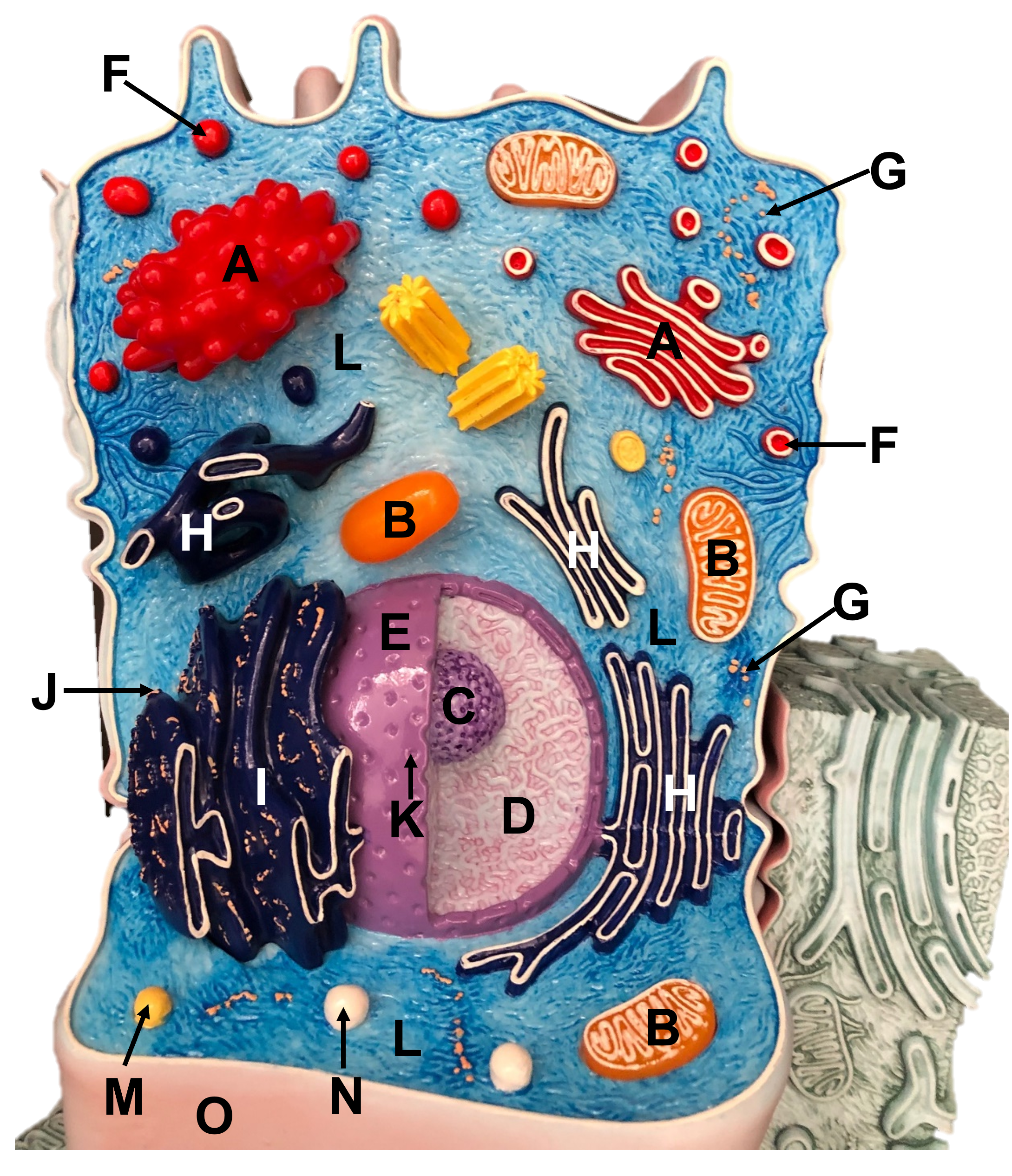 labeled eukaryotic cells