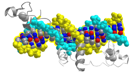 N-terminal fragment of the yeast transcriptional activator GAL4 bound to DNA (1D66).png