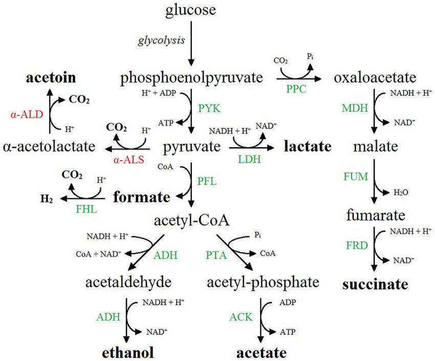 mixed acid fermentation metabolic pathway example