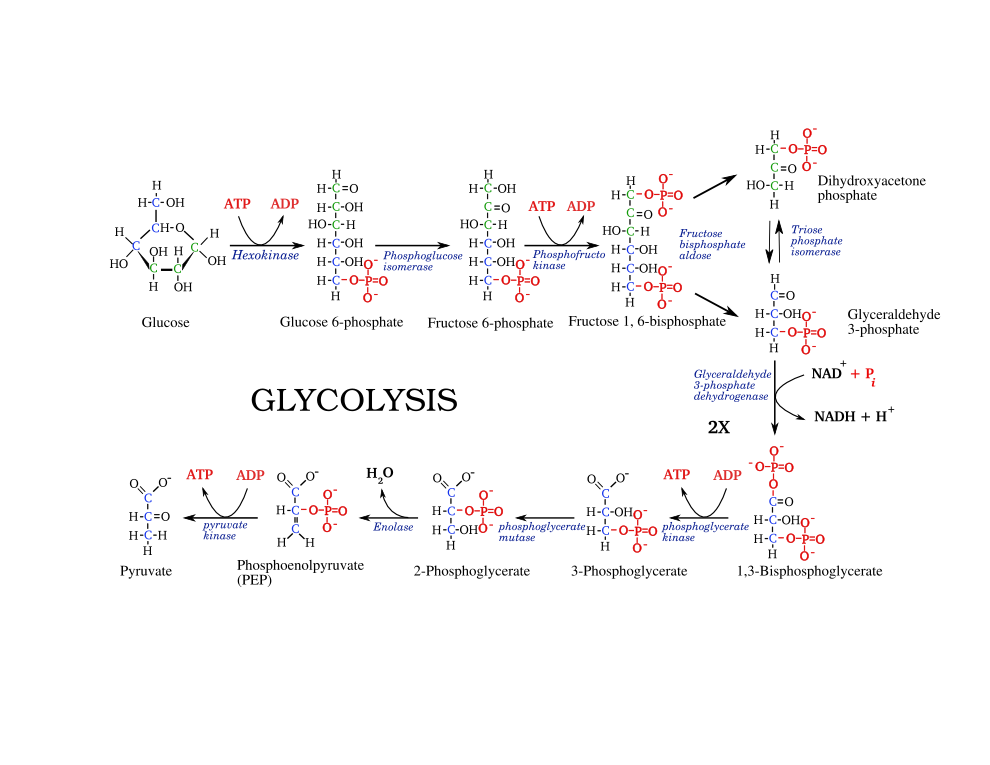 Glycolysis metabolic pathway showing each reaction and chemical structures of molecules involved