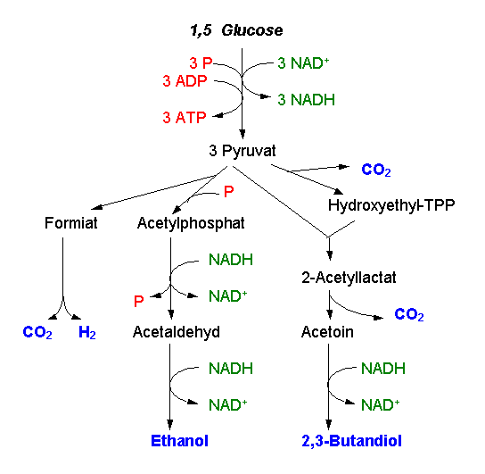 butanediol fermentation metabolic pathway