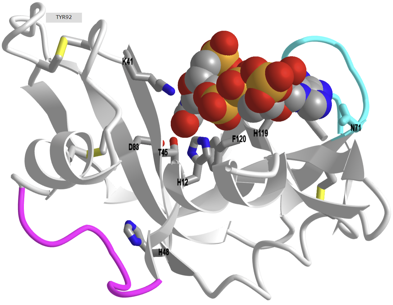 Bovine pancreatic Ribonuclease A in complex with 3phosphothymidine 35-pyrophosphate adenosine 3phosphate (1U1B).png