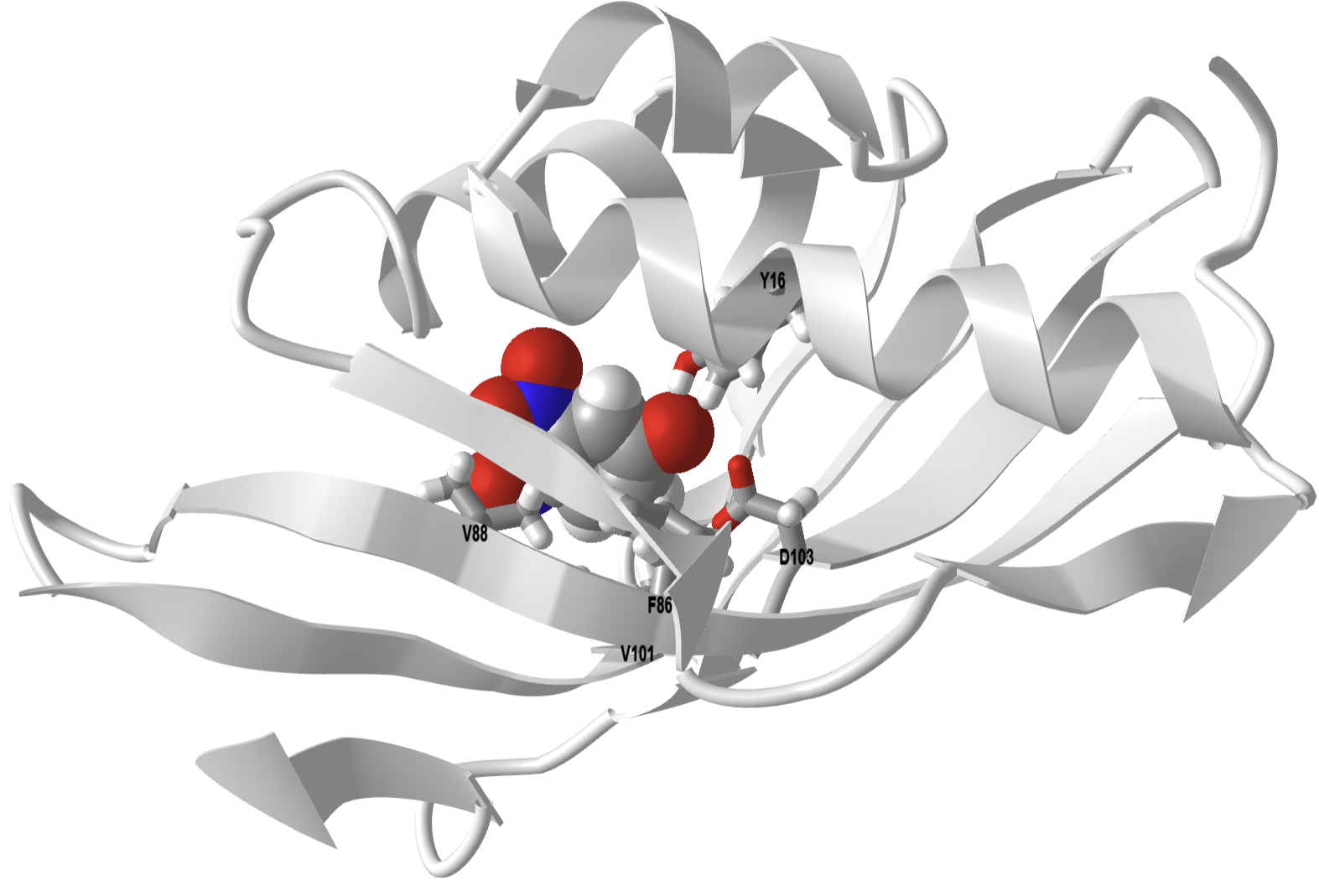 Mesophilic Ketosteroid Isomerase D40N mutant (monomer) from Pseudomonas Putida (pKSI) bound to 3,4-dinitrophenol (6C17)V3.png