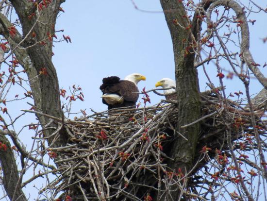 bald eagles nesting in Port Louisa National Wildlife Refuge in Iowa