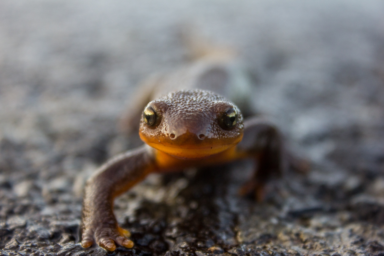 close-up of a rough-skinned newt
