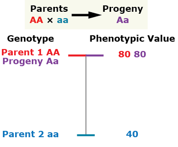 Parents AA and aa create progeny Aa. The Phenotypic Value of Parent 1 and Progeny Aa are both 80, and the Phenotypic Value of Parent 2 is 40.