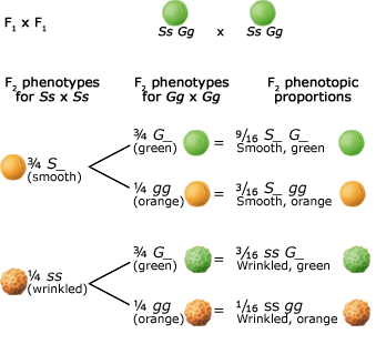 1.4: Gene Segregation and Genetic Recombination - Biology LibreTexts