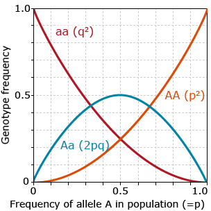 Line graph with three curved lines and three equations: aa q squared is a downward line from 1, 0 to 0, 1; Aa times 2pq is a hill starting at 0, 0 and ending at 0, 1; and dominant AA times p squared is an upward line from 0, 0 to 1,1.