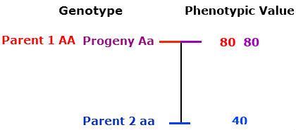 Genotype charted against pheotypic value. Heterozygous progeny and Homozygous dominant parent have a PV of 80; Homozygous recessive parent has a PV of 40.