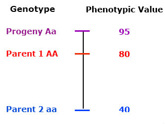 Genotype charted against pheotypic value. Heterozygous progeny has a PV of 95; Homozygous dominant parent has a PV of 80; Homozygous recessive parent has a PV of 40.
