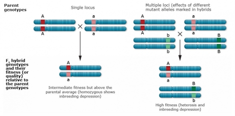 With a single locus, the offspring have intermediate fitness but above the parental average; multiple loci allows for high fitness, heterosis and inbreeding depression.