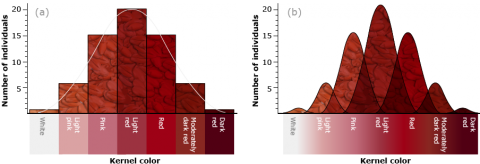 One bar graph and one distribution graph showing the distribution of kernel colors, with most falling in the mid-range of reds and some being dark red or white.