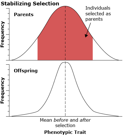 Two distribution graphs, the first is a normal bell curve, the second skews hard into the middle.