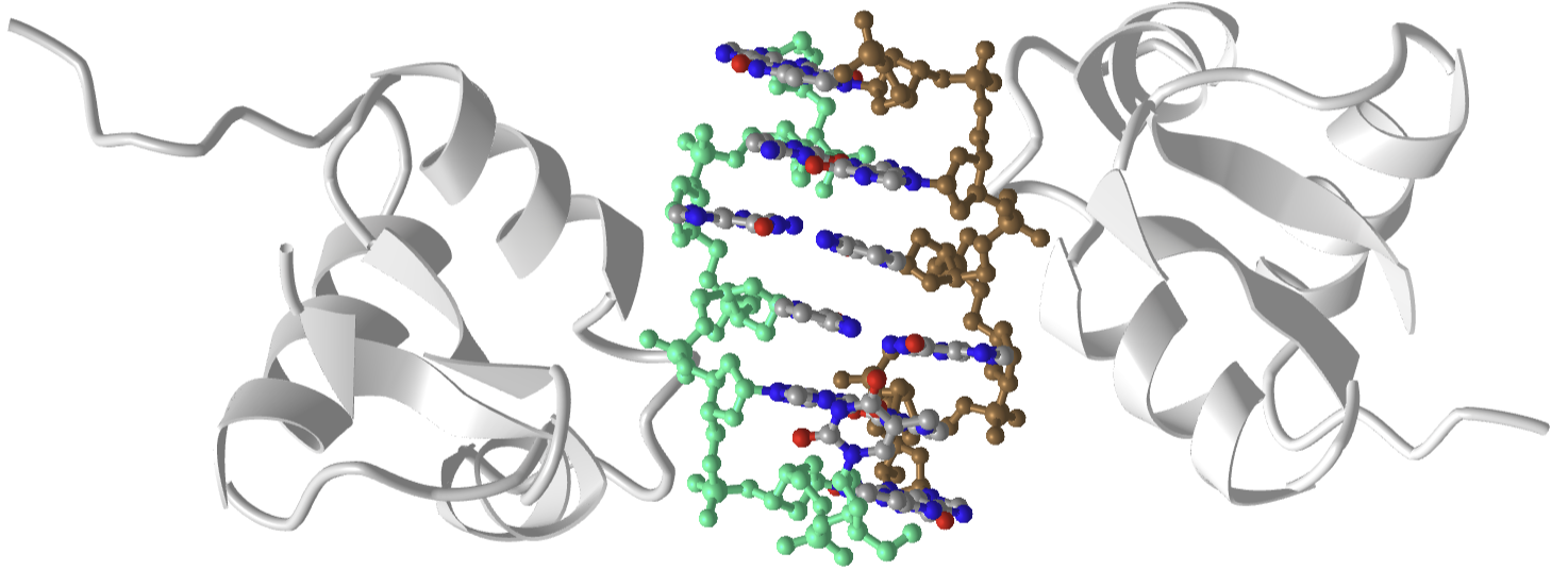 Second Z-DNA binding domain of human DAI (ZBP1) in complex with Z-DNA (3EYI)V3.png