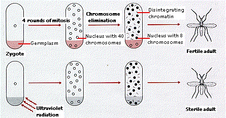 Diagram showing genetic engineering in bacteria: introducing foreign DNA, plasmid insertion, gene expression, and transfer to fruit fly. Includes small bacterial images and arrows indicating steps.