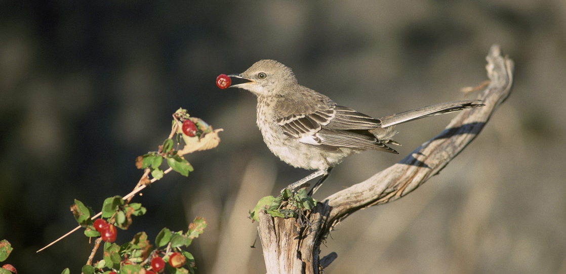 Sage thrasher (a small bird) eating a red berry.