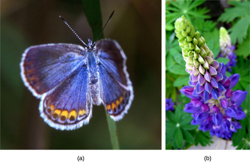 A Karner blue butterfly and a lupine, whose leaves are the only food for the caterpillars.