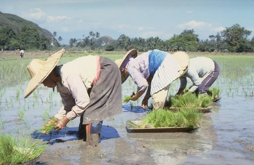Women farmers standing ankle deep in water bent over, planting rice in West Sumatra.