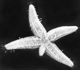 Starfish012.jpg