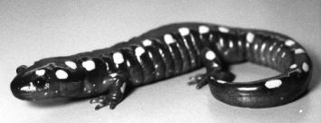 salamander99.jpg