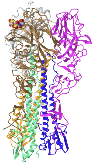 H1 1918 hemagglutinin with human receptor (2WRG).png